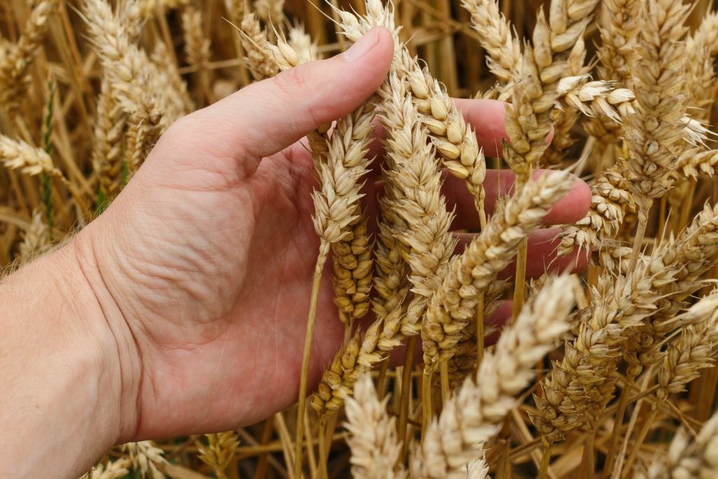 wheat 1530321 1920