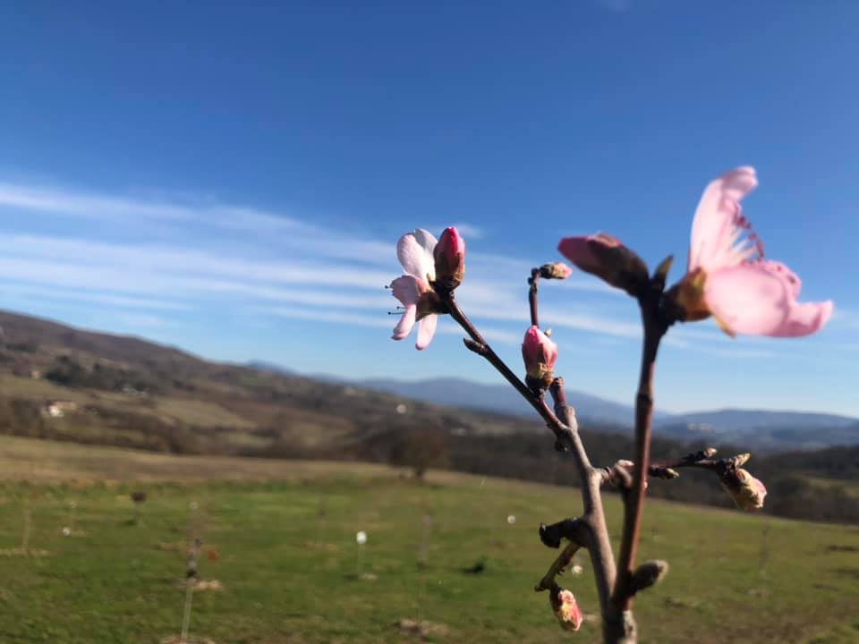 Il bosco dei mandorli a Romena