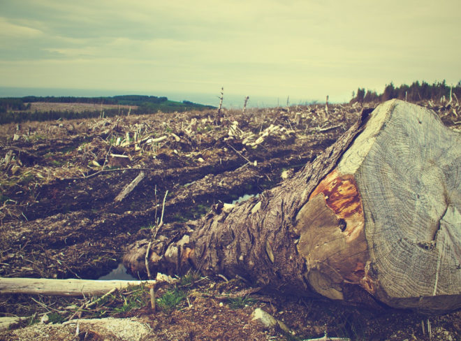 deforestazione 1