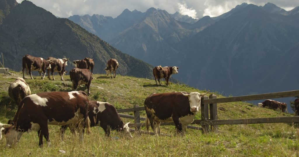 sogno azienda agricola 3