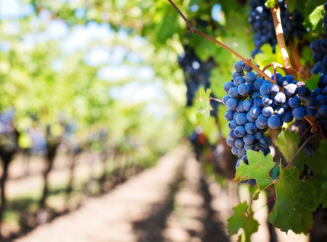 Vino piemontese