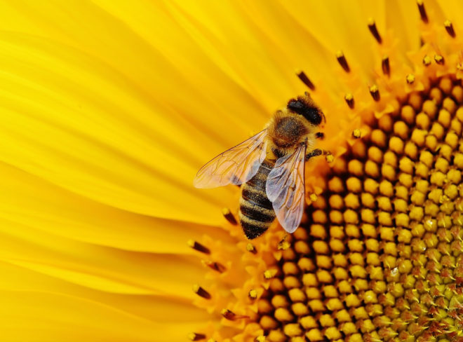 sunflower 1643794 1280