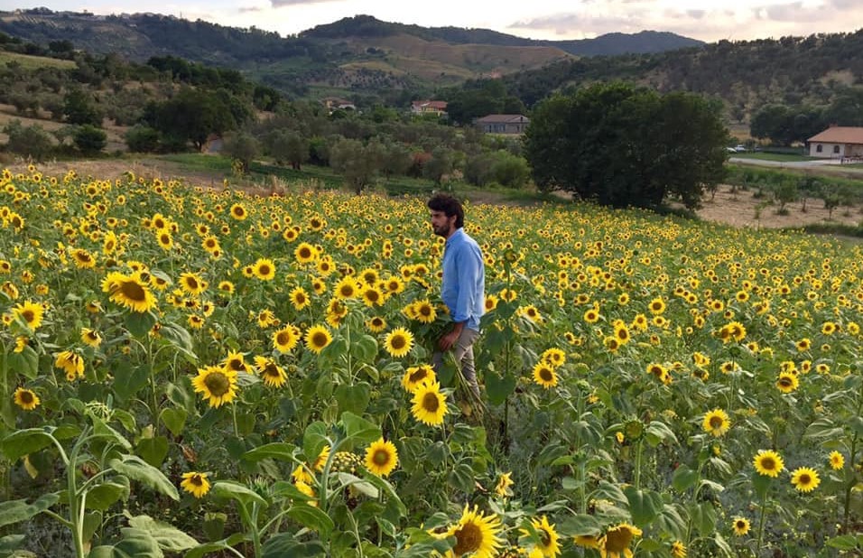 caccavari girasoli 1