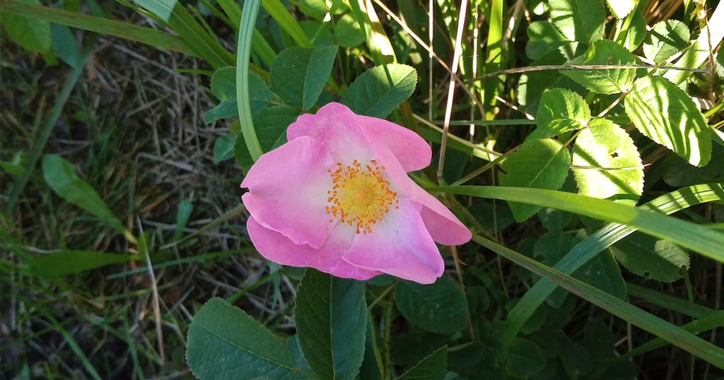 fiore