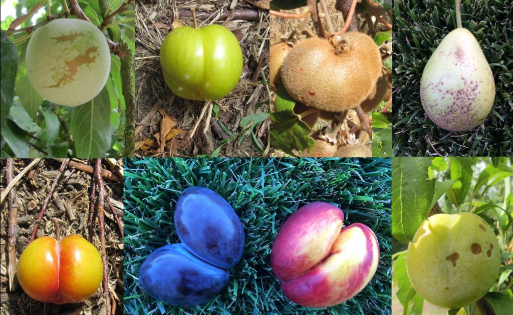 frutta bella dentro