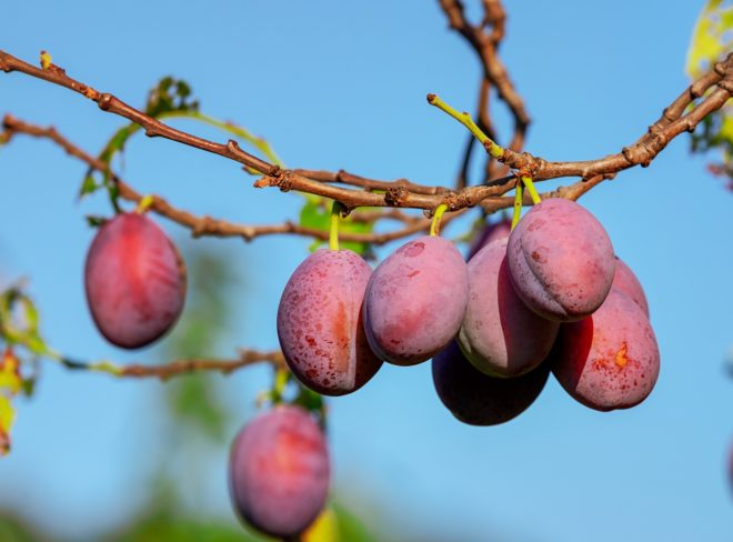 plums 3560078 1920