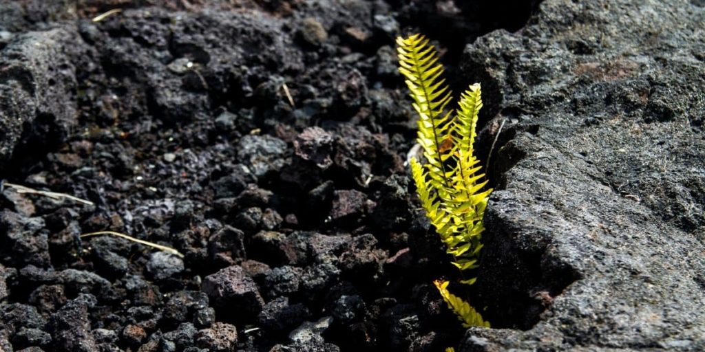resilienza: una pianta che cresce in mezzo alle rocce