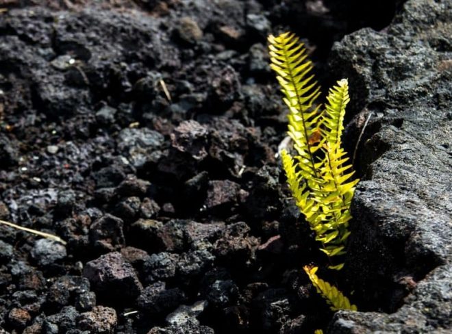 resilienza esempio pianta nella roccia