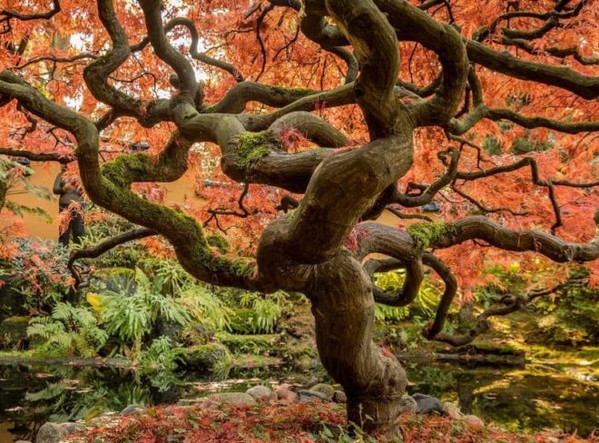 sostenibilita ambientale albero secolare