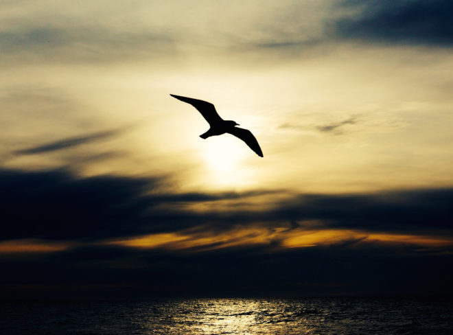 volo uccelli