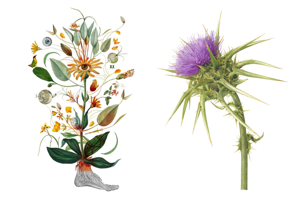 Herbarium Vagans1