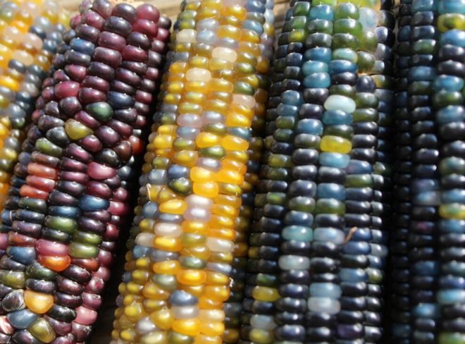 Mais arcobaleno tubero