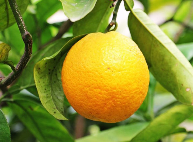 agrumi vitaminac 1024x589 1