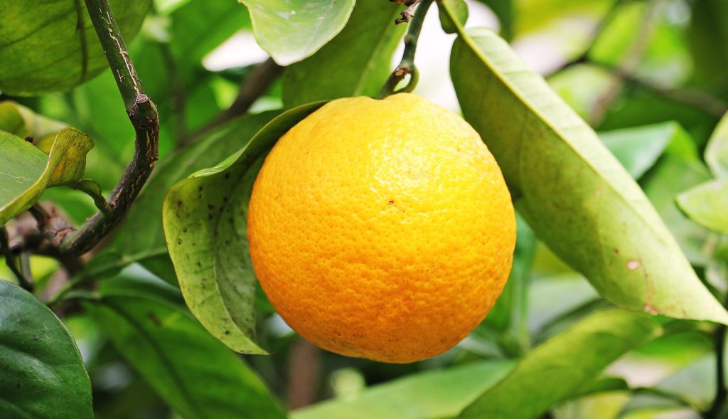 agrumi vitaminac