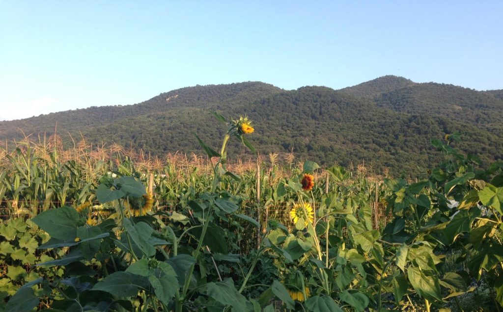 piemonte che cambia girasoli