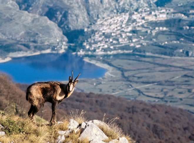 Abruzzo Camoscio Barrea 1
