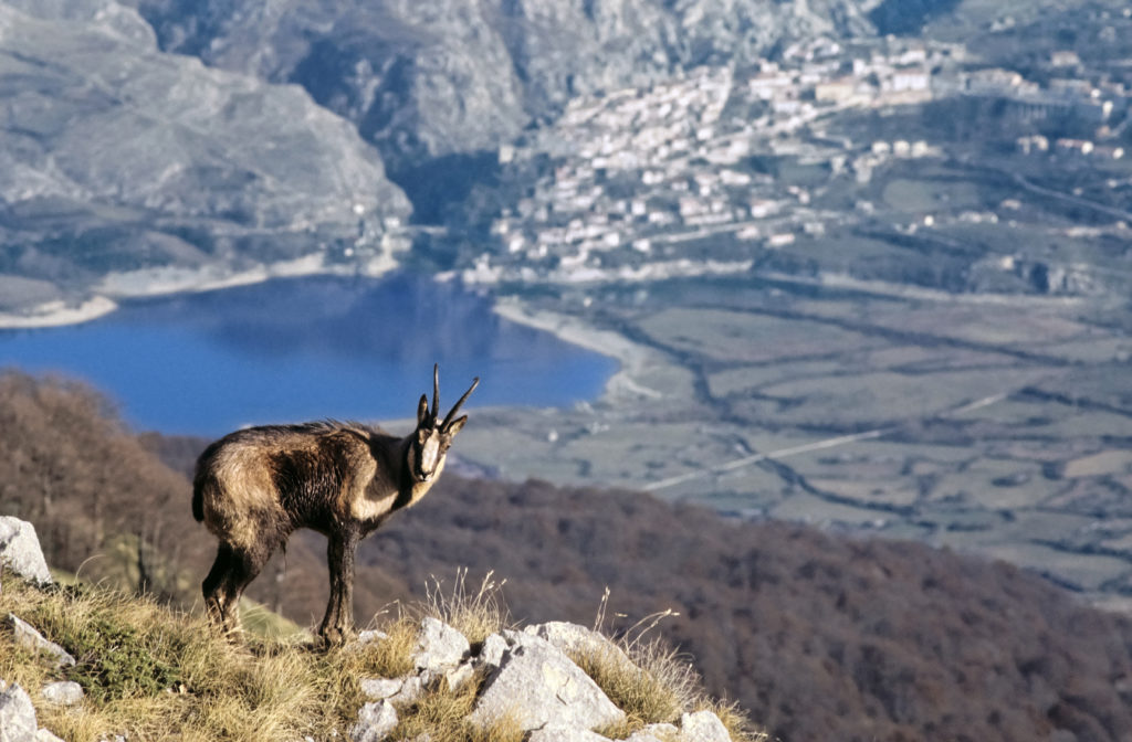 Abruzzo Camoscio Barrea