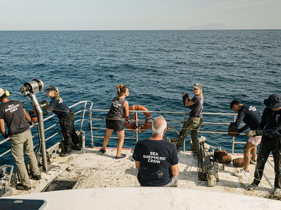 Sea Shepherd 2