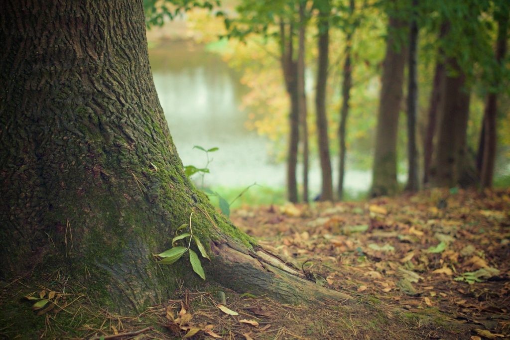 alberi radici