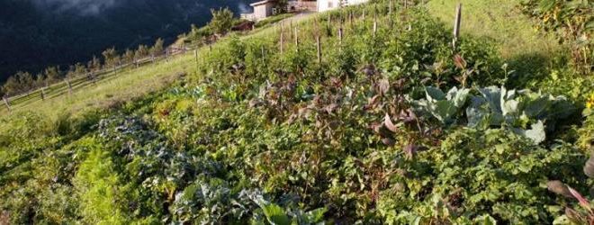 aspinger raritatem de horto naturali 1