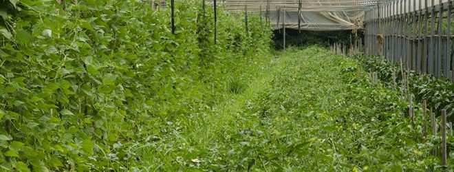 azienda agricola manenti