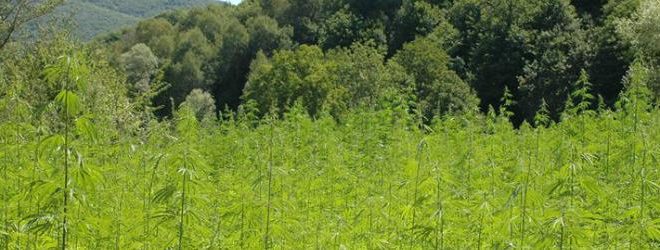 bio cannabis