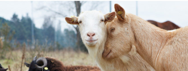 essere animali onlus
