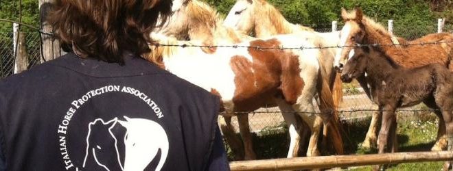 italian horse protection