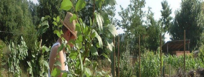 la carrucola