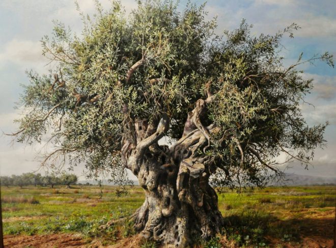 olivo