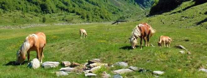 societa di scienze naturali del verbano cusio ossola