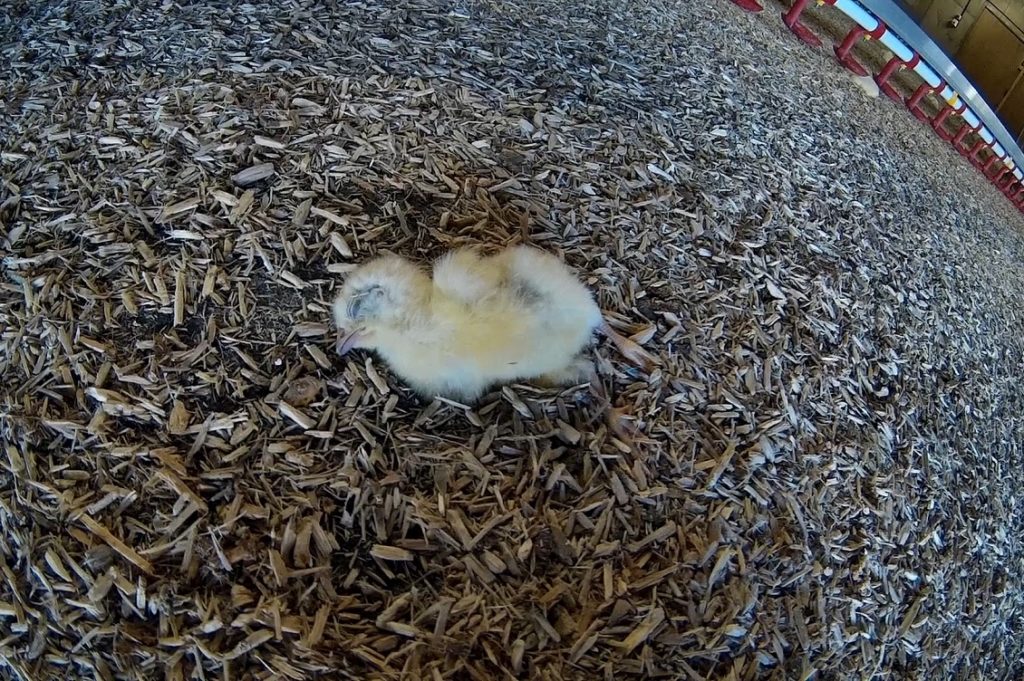 animal equality