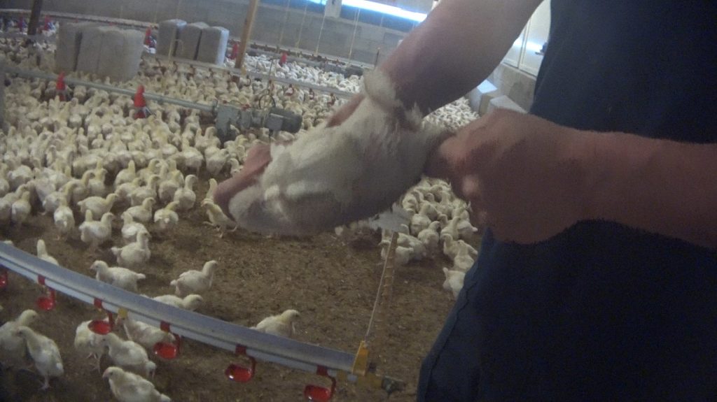 animal equality 2