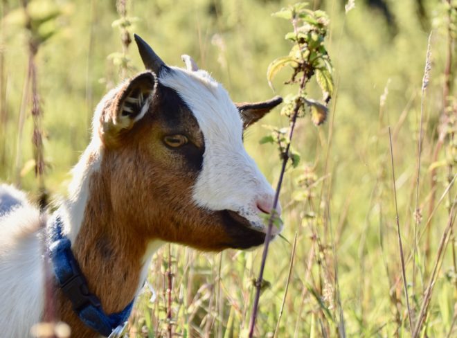 goat 5566256 1920