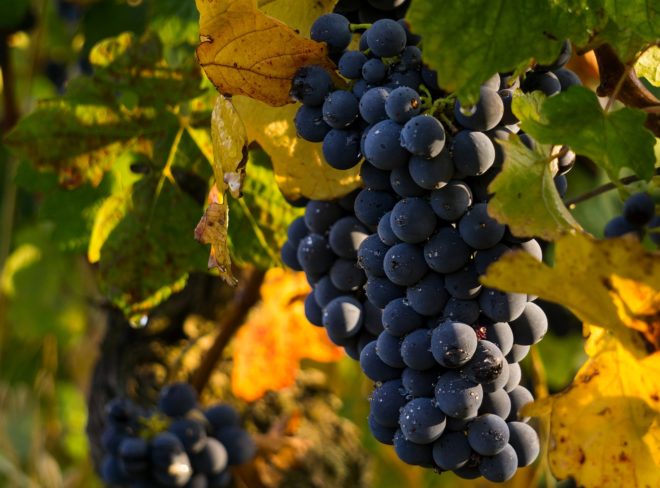 grapes 4290308 1920
