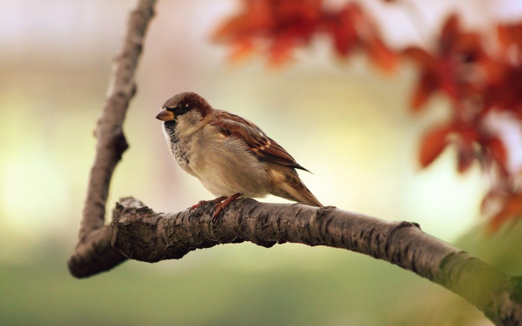 bird 9950 1920