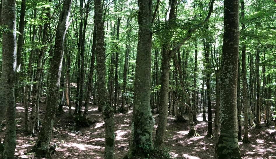 forest bathing