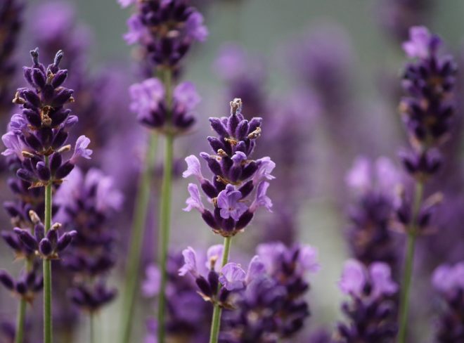 lavender 3479492 1920