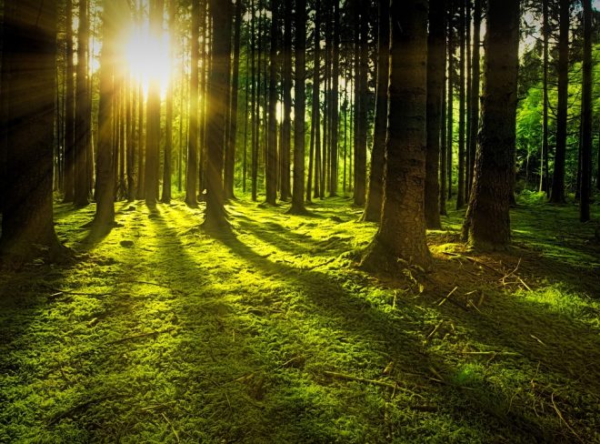 trees 3294681 1280