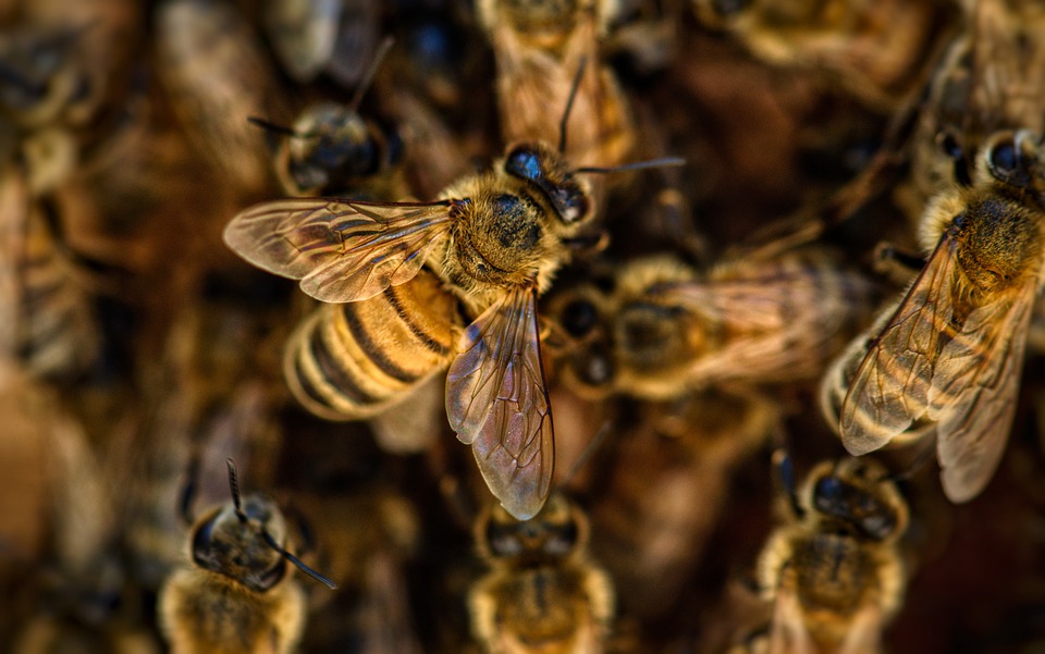 bees 4845211 960 720