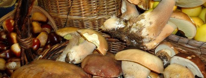 castagneto funghi2
