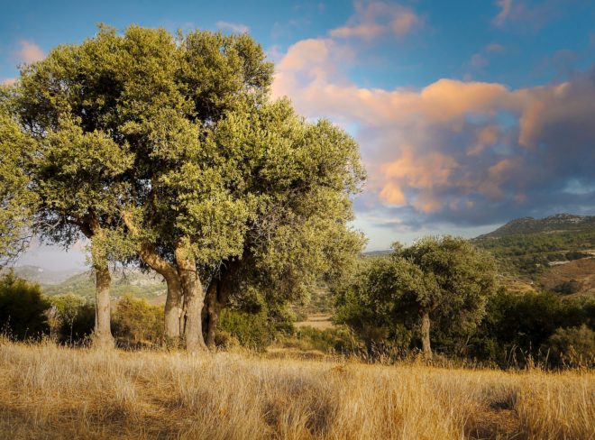 olive trees 5632502 1920