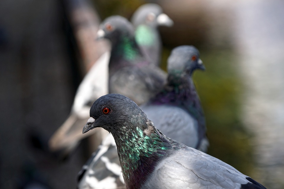 pigeons 4509124 960 720