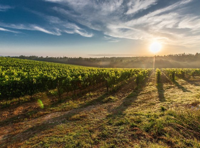 vineyard 428041 1920