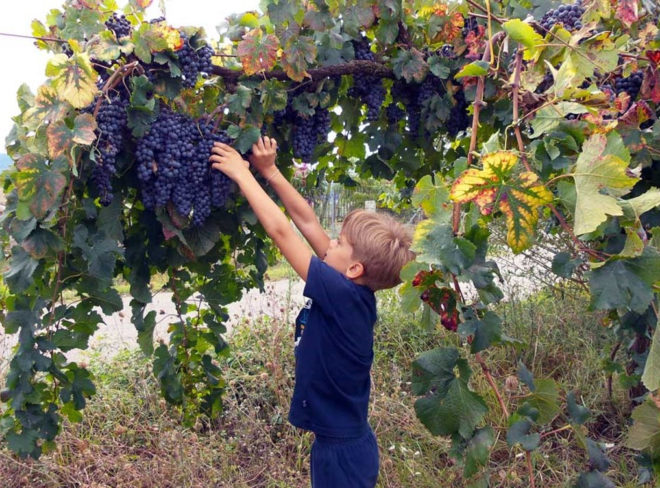 Fattoria Sociale Melagrana Vendemmia 1