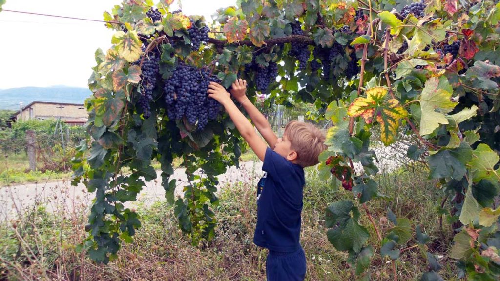 Fattoria Sociale Melagrana Vendemmia