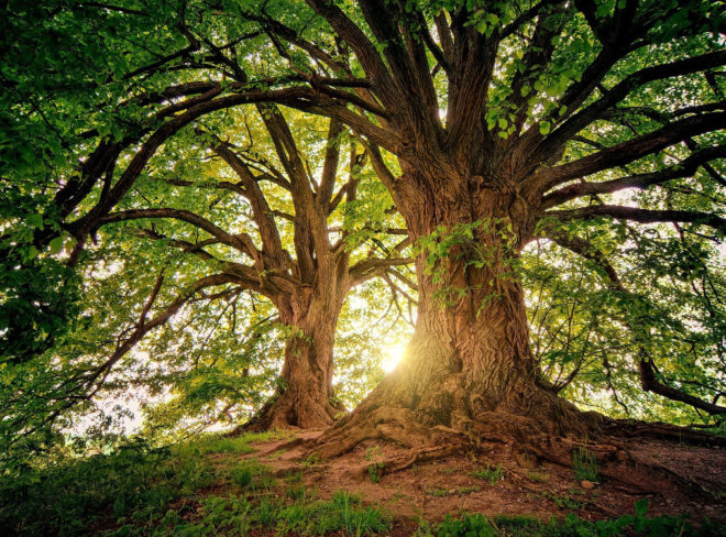 alberi