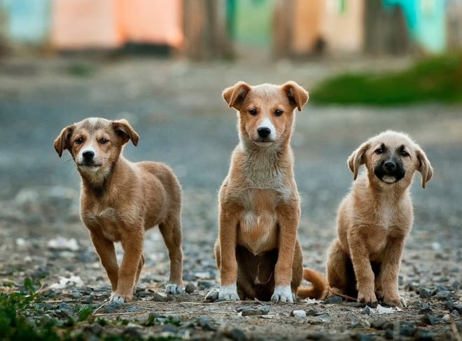 dogs 984015 1920