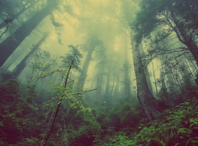 immersioni forestali 4