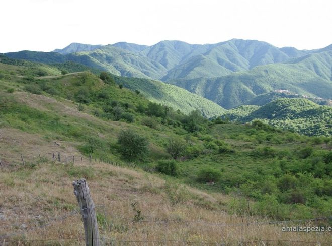 rossano